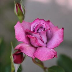 Пазл: Цветок любви