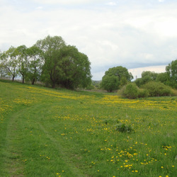 Пазл: Поле одуванчиков