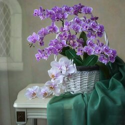 Пазл: Орхидеи