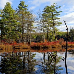 Пазл: Очарование природы