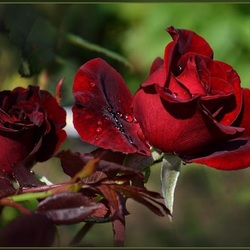 Пазл: Роза в саду