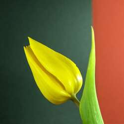 Пазл: Желтый тюльпан