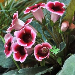 Пазл: Глоксиния