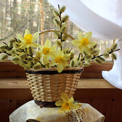 Пазл: Нарциссы