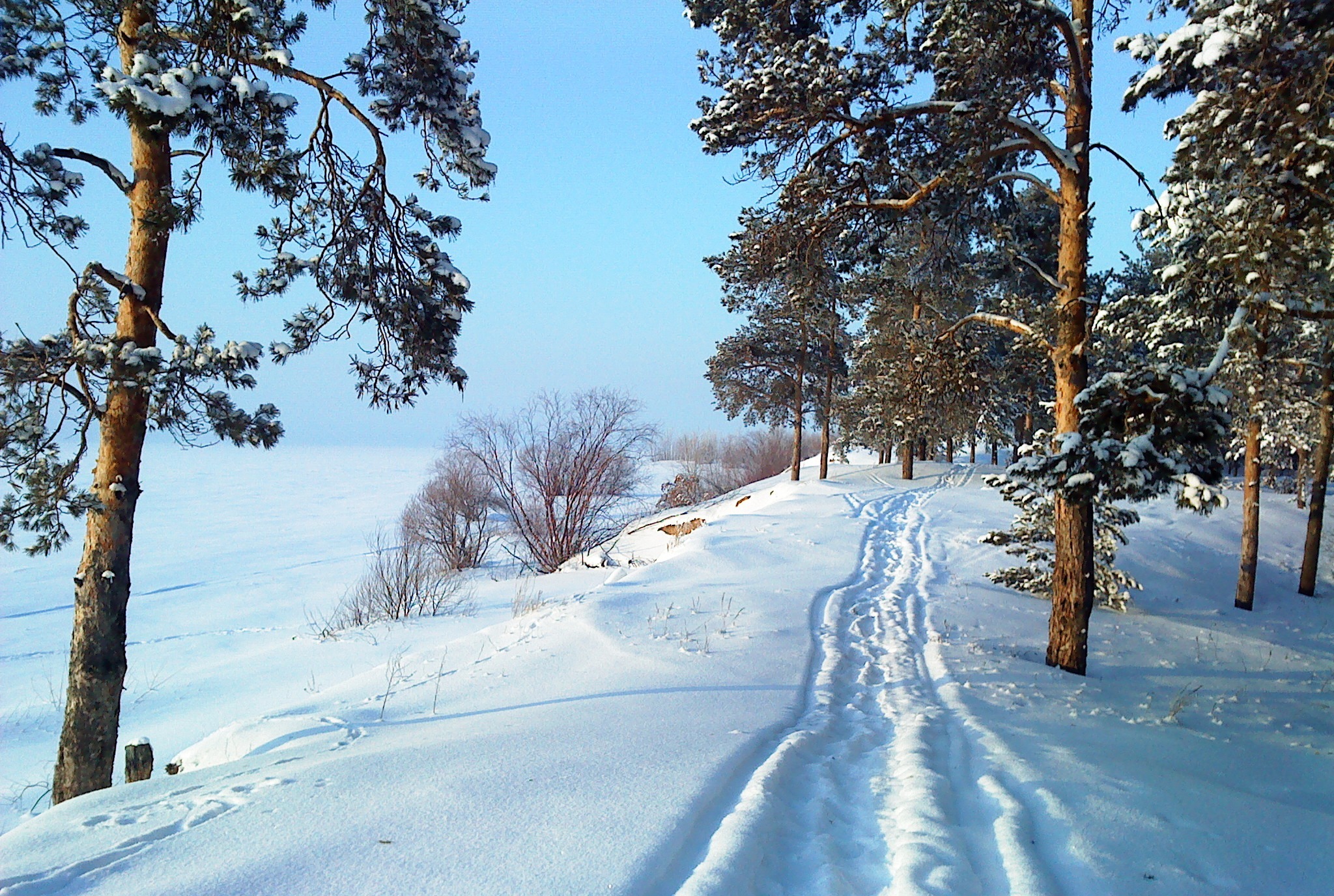 Красивые дороги среди сосен зима