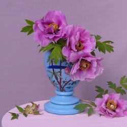 Пазл: Пионы 