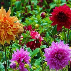 Пазл: Георгины в саду