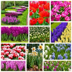 Пазл: Весенние цветы