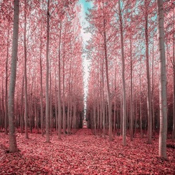 Пазл: Розовый лес