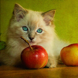 Пазл: Яблочко