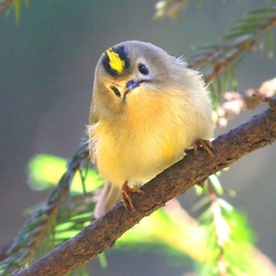 Пазл: Королёк