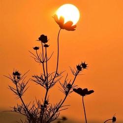 Пазл: Солнечный цветок