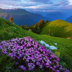 Пазл: Цветущие горы Абхазии