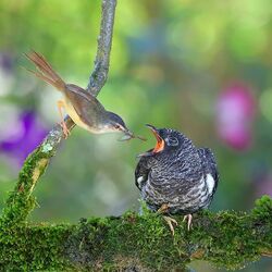 Пазл: Кукушонок 