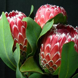 Пазл: Протея