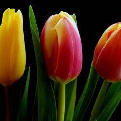 Пазл: Три тюльпана