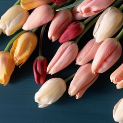 Пазл: Тюльпаны