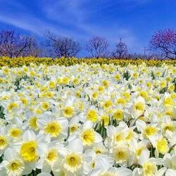 Пазл: Земля улыбается цветами