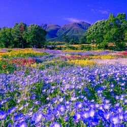 Пазл: Земля улыбается цветами