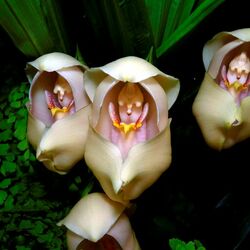 Пазл: Орхидея Ангулоя