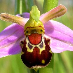 Пазл: Орхидея 
