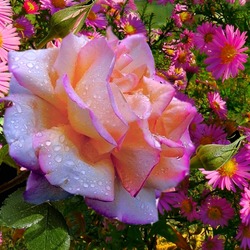 Пазл: Цветы сентября