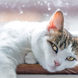 Пазл: Кошка