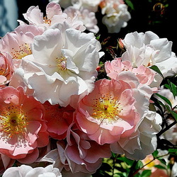 Пазл: Нежность весны