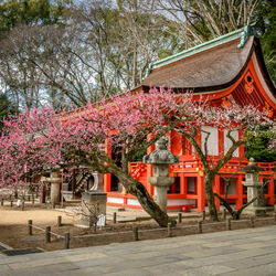 Пазл: Весна в Киото
