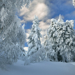 Пазл: Зимняя красота в лесу