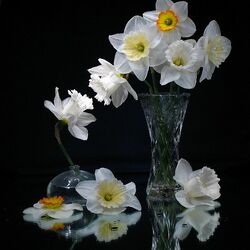 Пазл: Нарциссы
