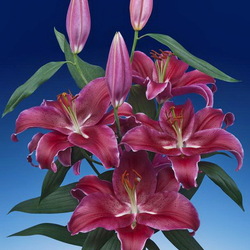 Пазл: Лилия Каденза