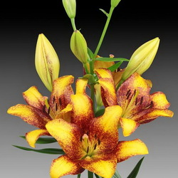 Пазл: Лилия Сладкая долина