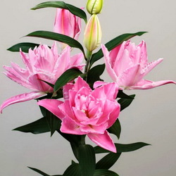 Пазл: Лилия Двойной бриллиант