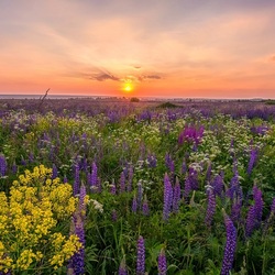 Пазл: Травяной сбор