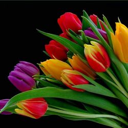 Пазл: Тюльпаны