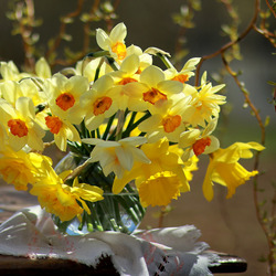 Пазл: Нарциссы
