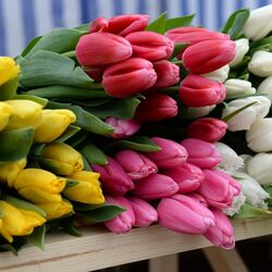 Пазл: Тюльпаны