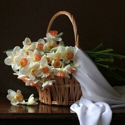 Пазл: Белые нарциссы