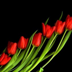 Пазл: Шеренга тюльпанов