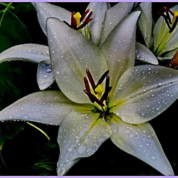 Пазл: Лилии