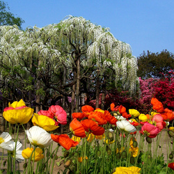 Пазл: Парк цветов Асикага