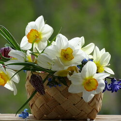 Пазл: Нарциссы