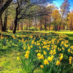 Пазл: Нарциссы в парке