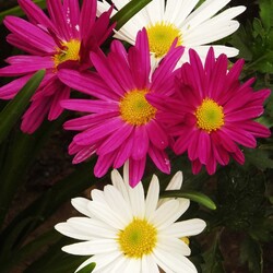 Пазл: Цветы