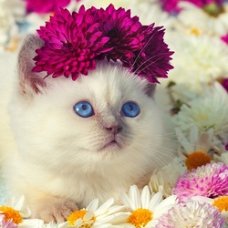 Пазл: Котёнок