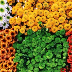 Пазл: Хризантемы