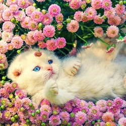 Пазл: Котёнок