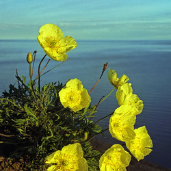 Пазл: Полярный мак