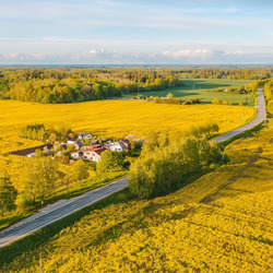 Пазл: Желтые поля